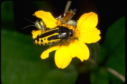 Image of Acmaeodera