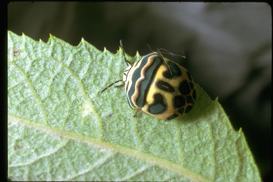 Image of shield-backed bugs