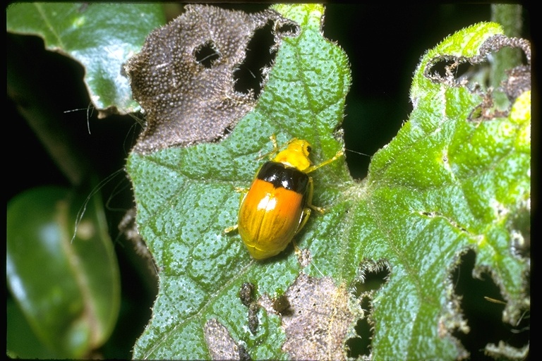 Image of ladybird beetles