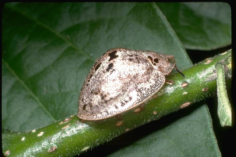 Image of leaf beetles