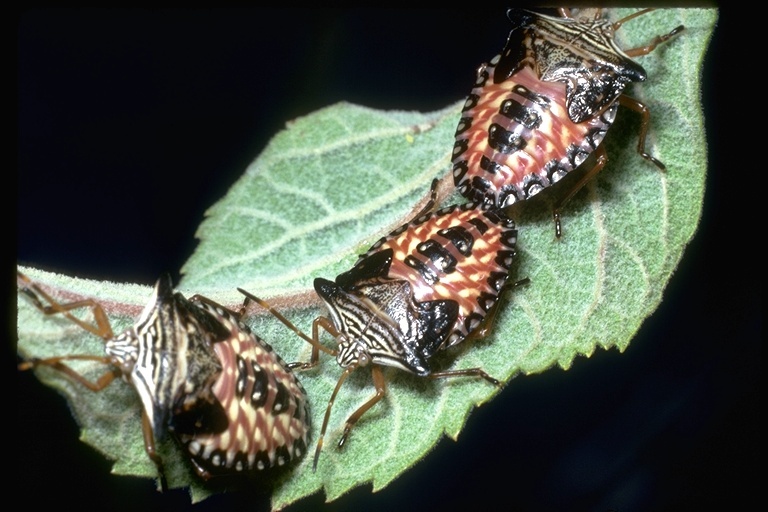 Image of stink bugs