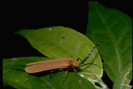 Image of net-winged beetles