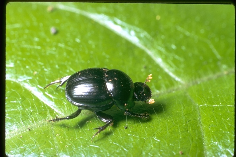 Image of scarab beetles