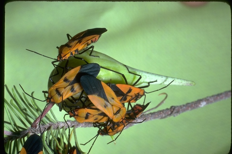 Image of hemipterans