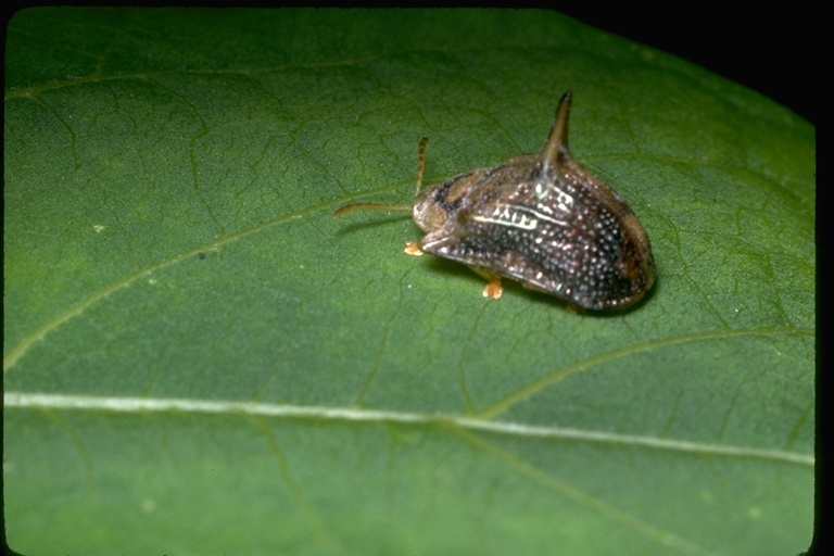 Image of leaf beetles