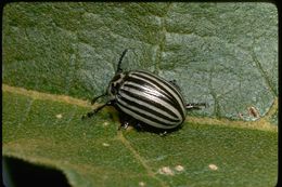 Image of leaf beetles