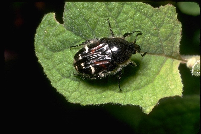 Image of scarab beetles