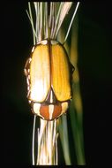Image de Scarabaeidae