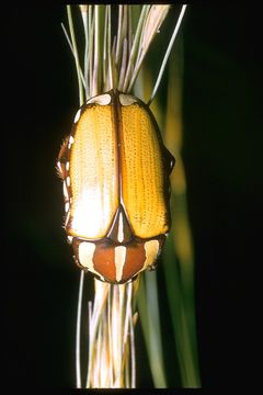 Image of scarab beetles