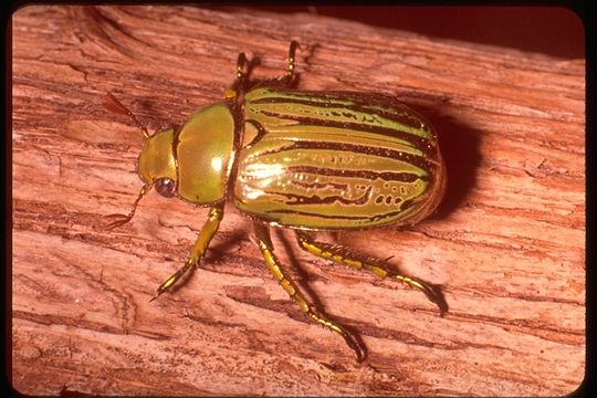 Image of Glorious Scarab