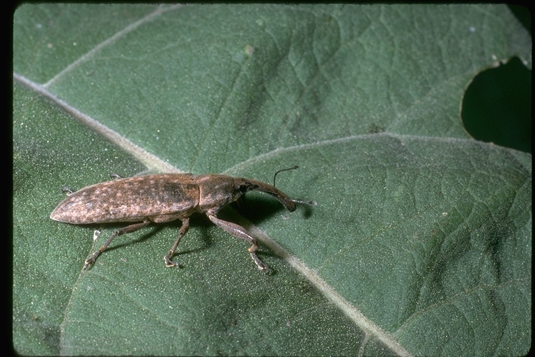 Image of weevils