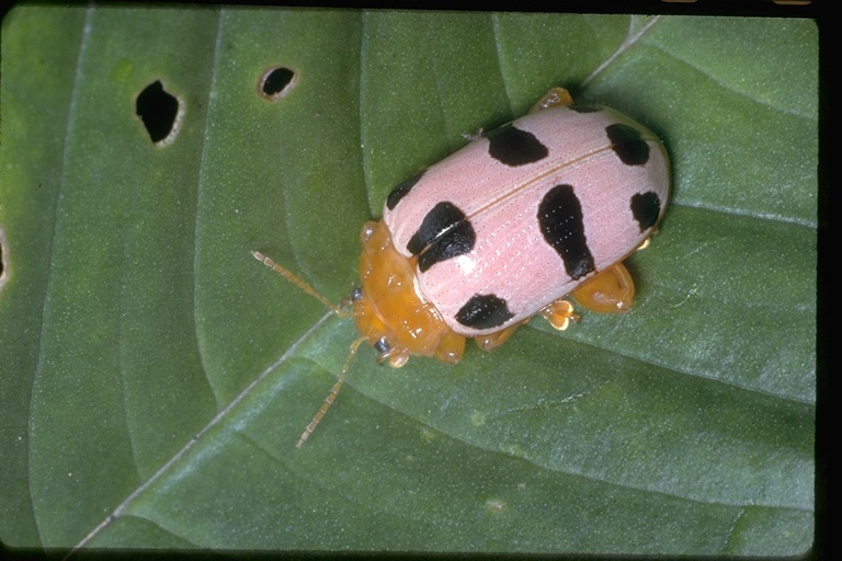 Image of leaf beetles