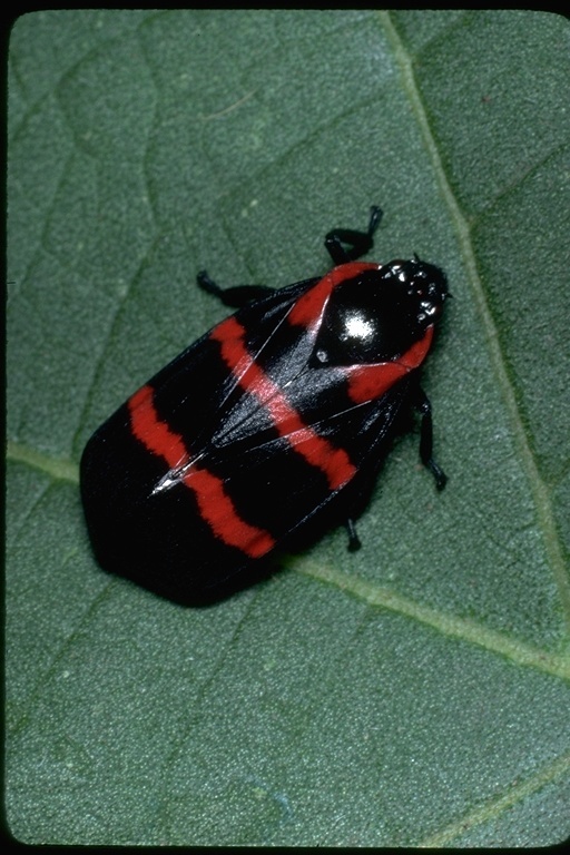 Image of froghoppers