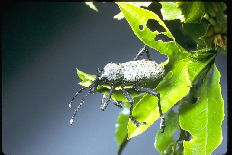 Image of weevils