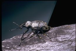 Image of weevils