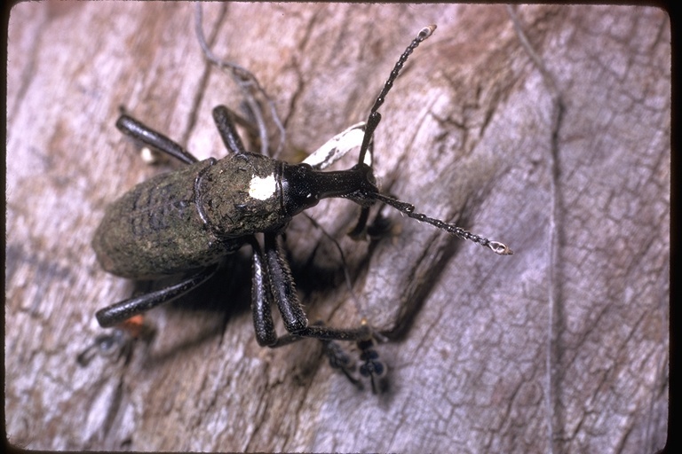 Image of weevils