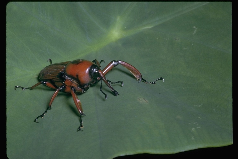 Image of weevils