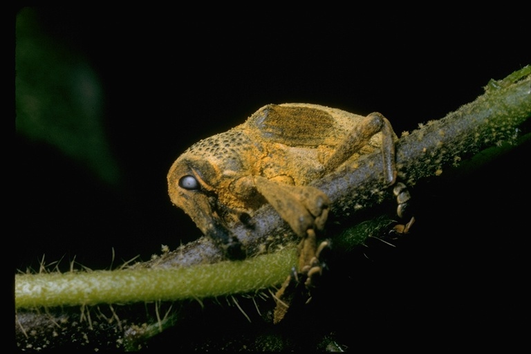 Image of weevils