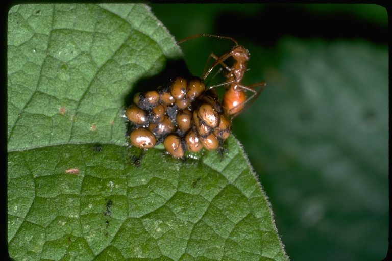 Image of plant bugs