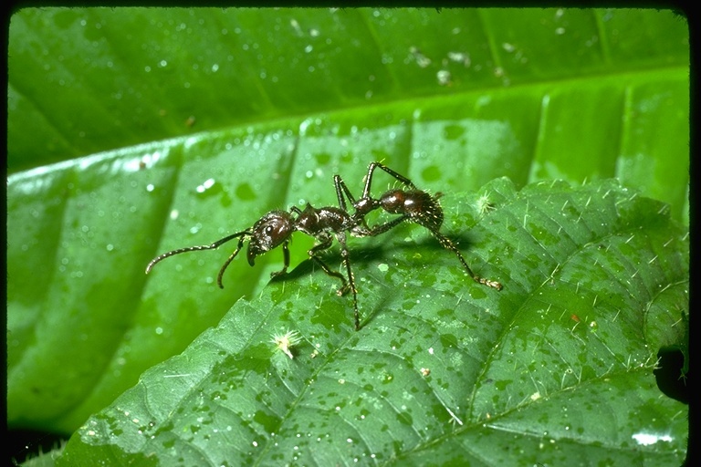 Image of ants