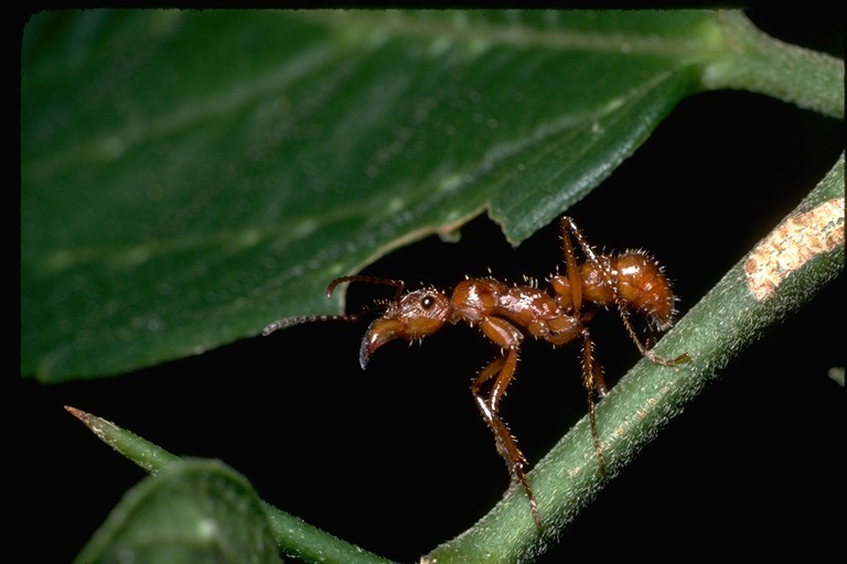 Image of ants