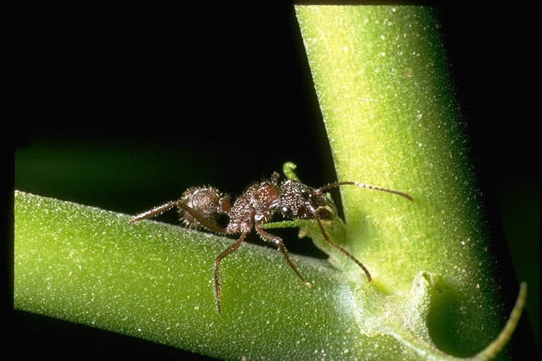 Image of ants