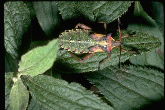 Image of Squash Bug