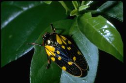 Image of froghoppers