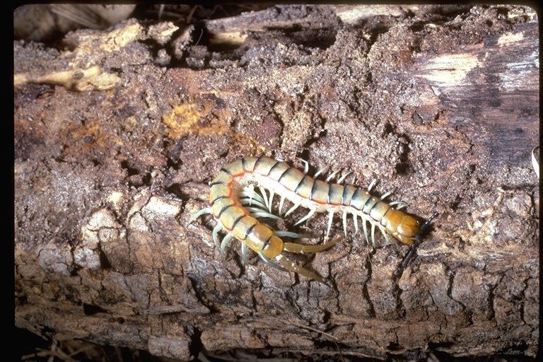 Image of Centipede