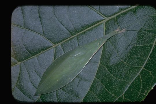 Image of katydids