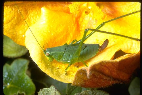 Image of katydids