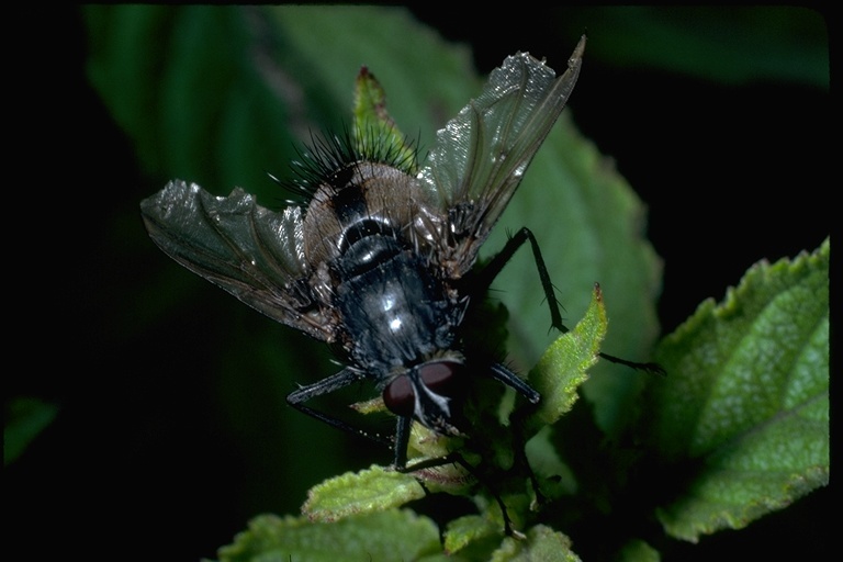 Image of tachinid flies