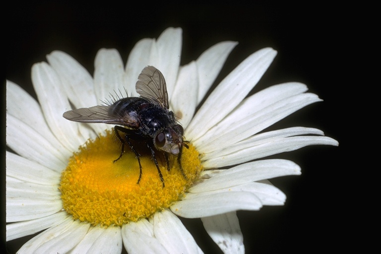 Image of tachinid flies