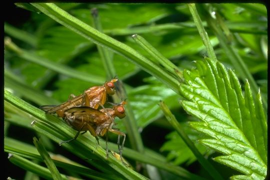 Image of marsh flies