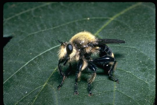 Image of robber flies