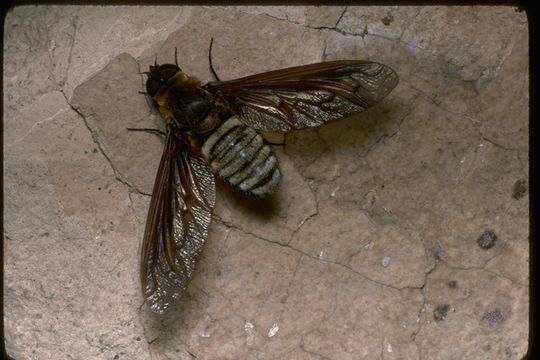 Image of bee flies