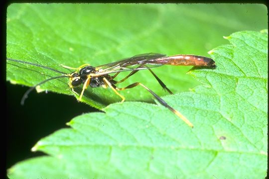 Image of ichneumon wasps