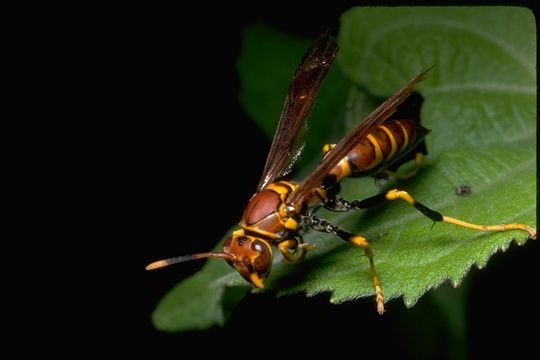 Image of Polistes