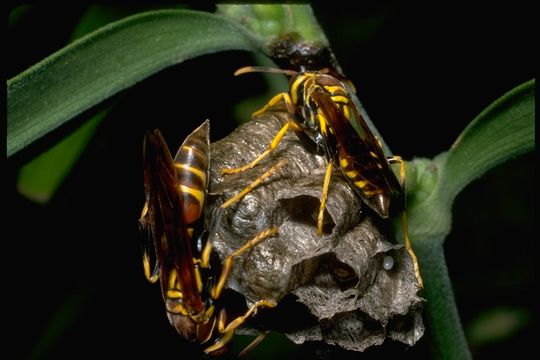 Image of Polistes