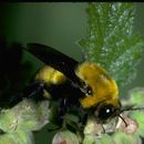 Image of Morrison Bumble Bee