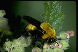 Image of Morrison Bumble Bee