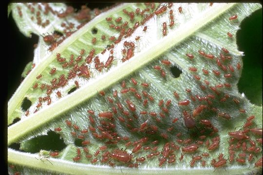 Image of aphids