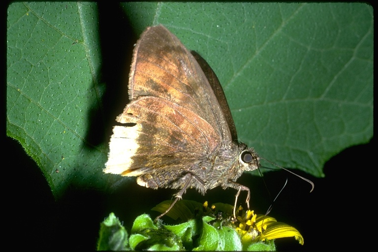 Image of skipper butterflies