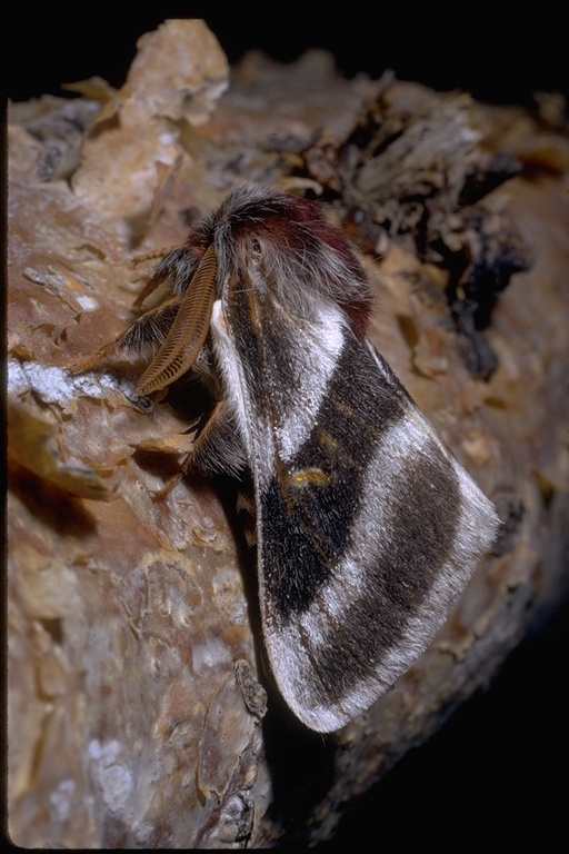 Image of giant silkworm moths