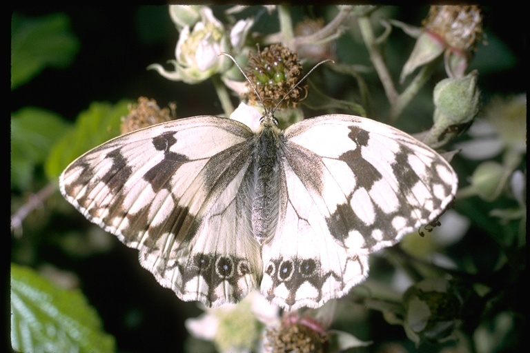 Plancia ëd Melanargia lachesis Hübner 1790