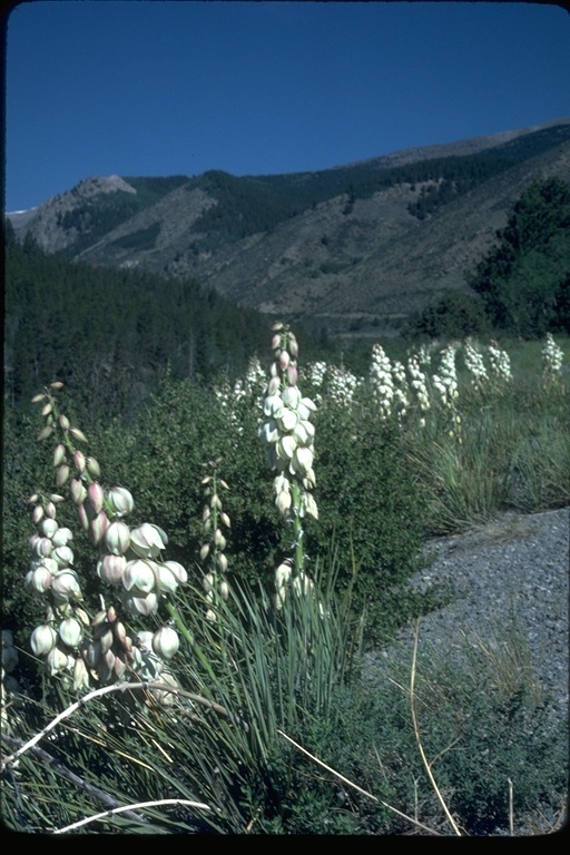 Sivun Yucca glauca Nutt. kuva