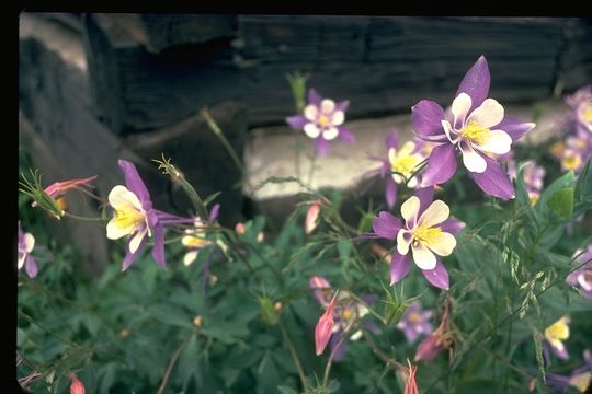 Image of Rocky Mountain Columbine