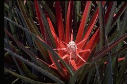 Plancia ëd Bromelia serra Griseb.