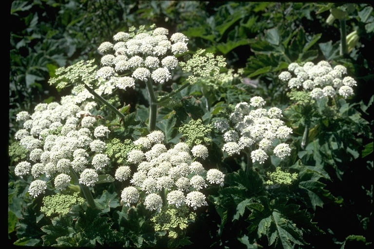 Plancia ëd Heracleum sphondylium subsp. montanum (Schleicher ex Gaudin) Briq.