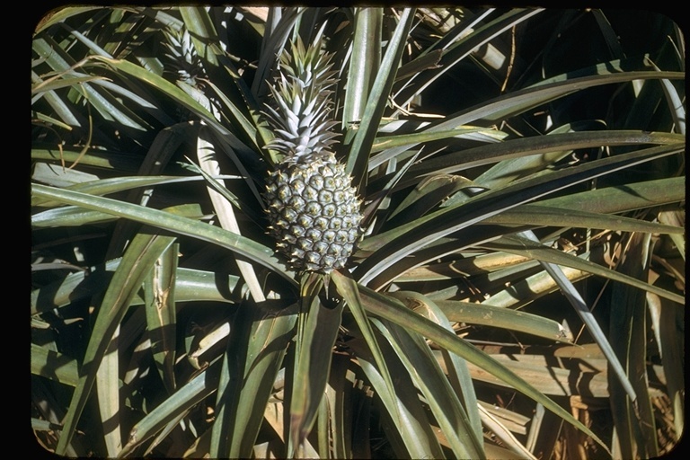 Plancia ëd Ananas comosus (L.) Merr.